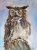 Collection image for owlmega