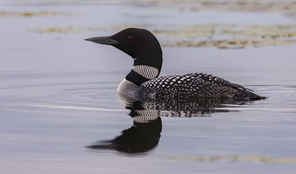 Common Loon Huard à collier