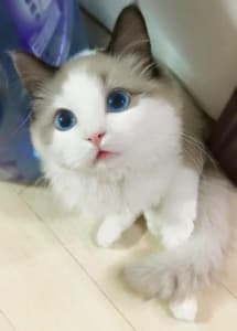 Image for cati item